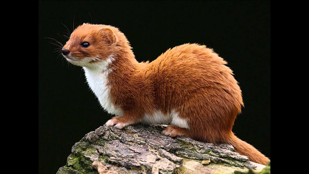 Горностай и ласка