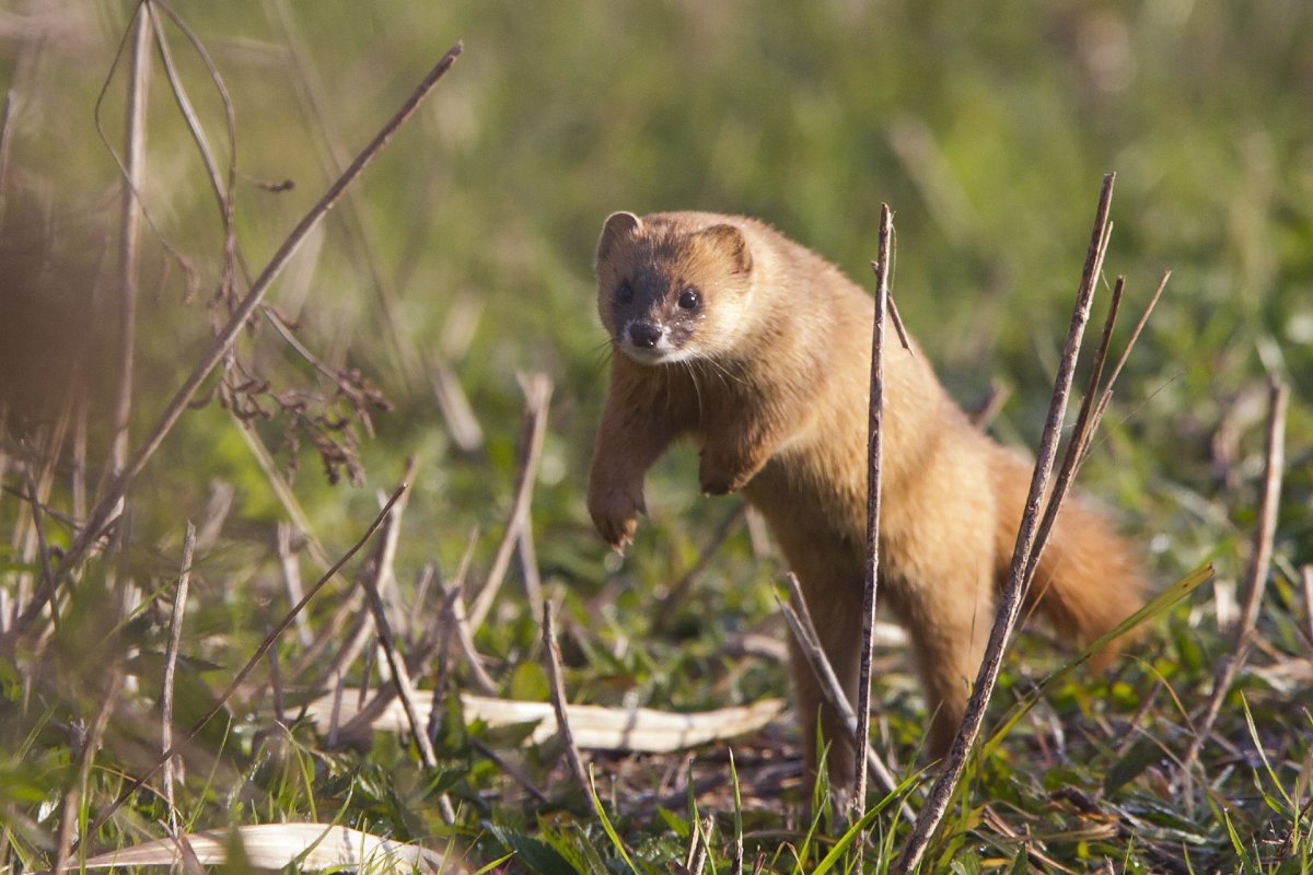 Итатси японский колонок