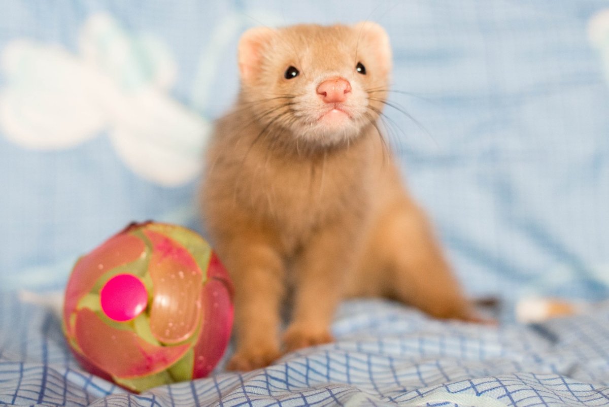 Хорек фретка корица