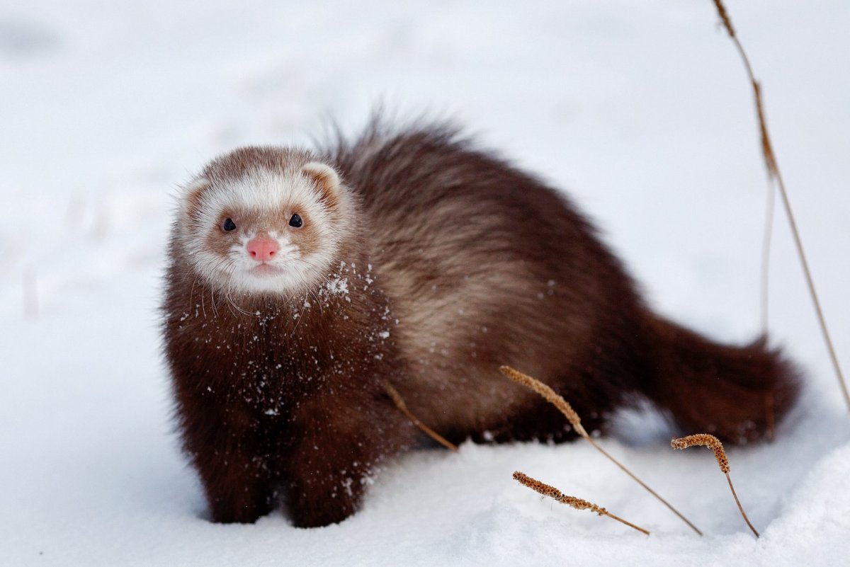 Курильский Соболь