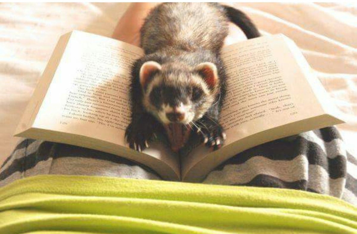 Хорек умный