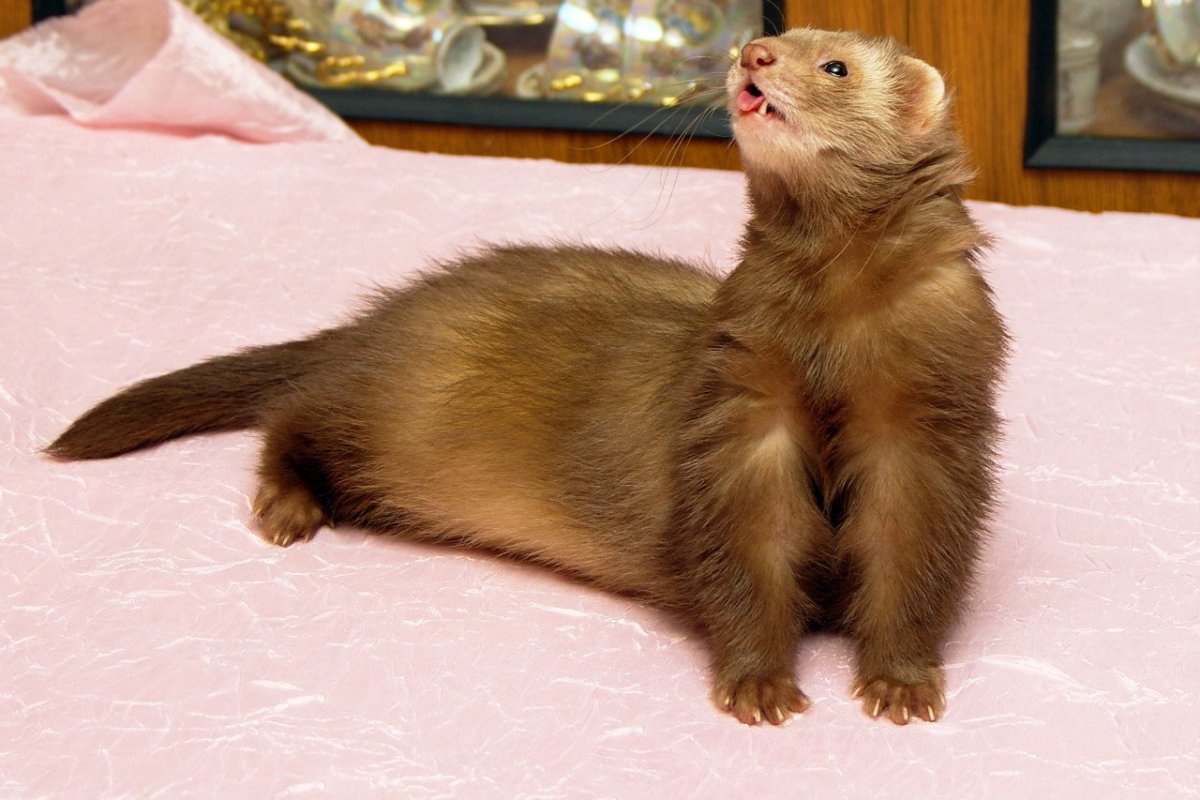 Хорёк Хонорик щенки