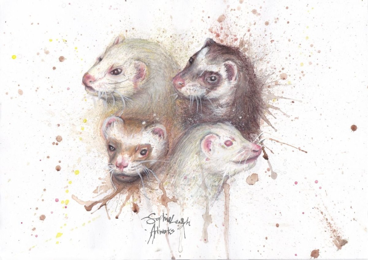 Хорьки Пинтерест