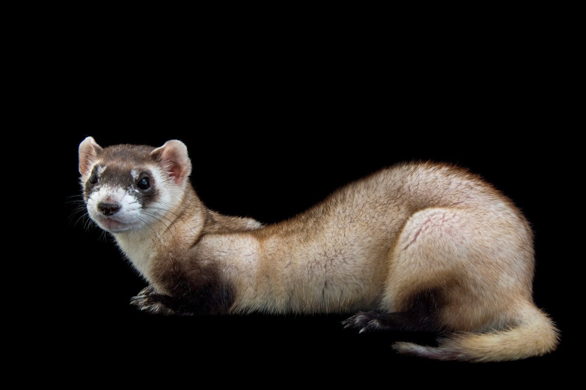 Черноногий хорек Северная Америка