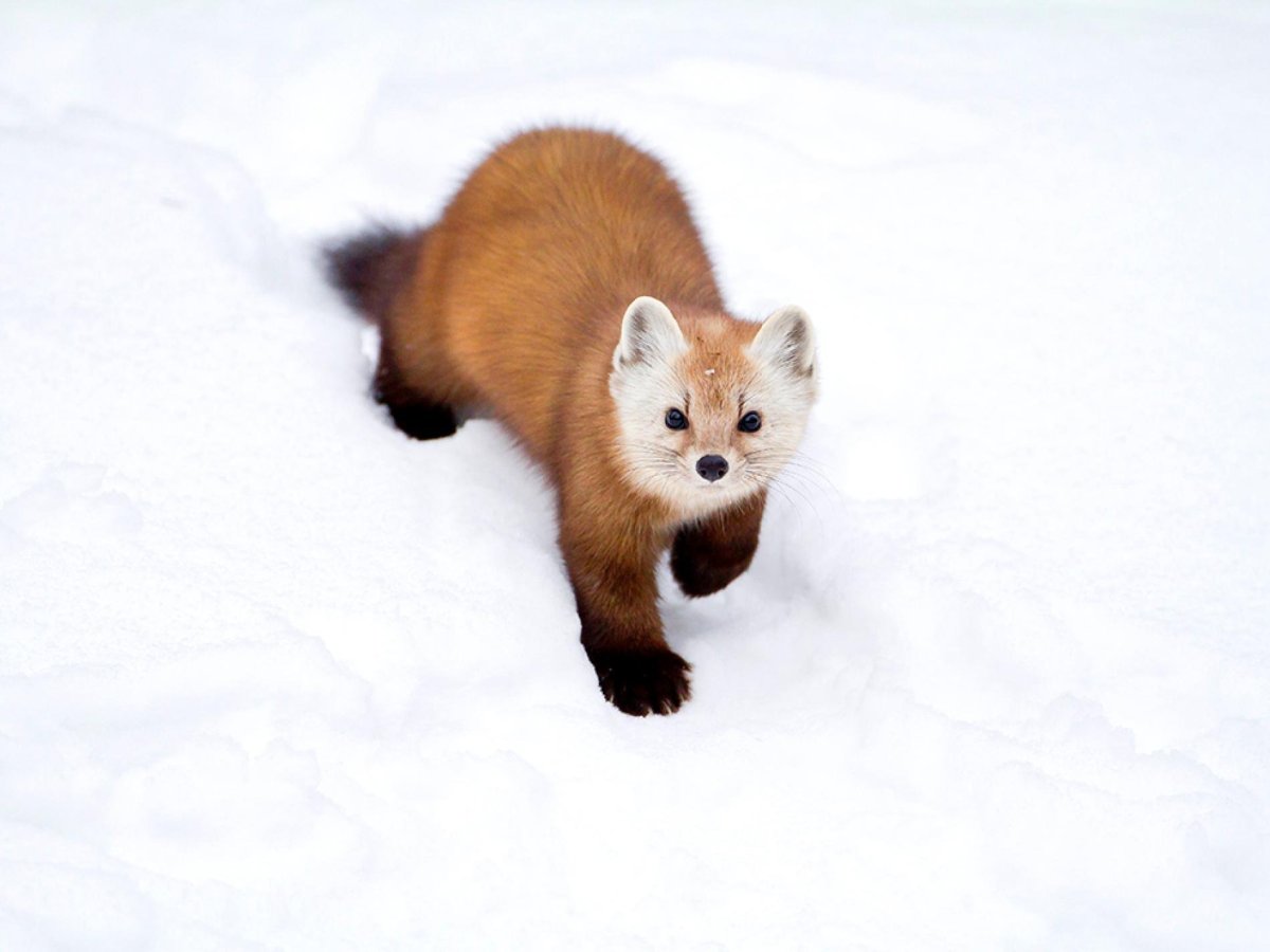 Соболь в Японии