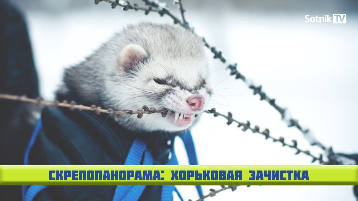 Злобный хорек