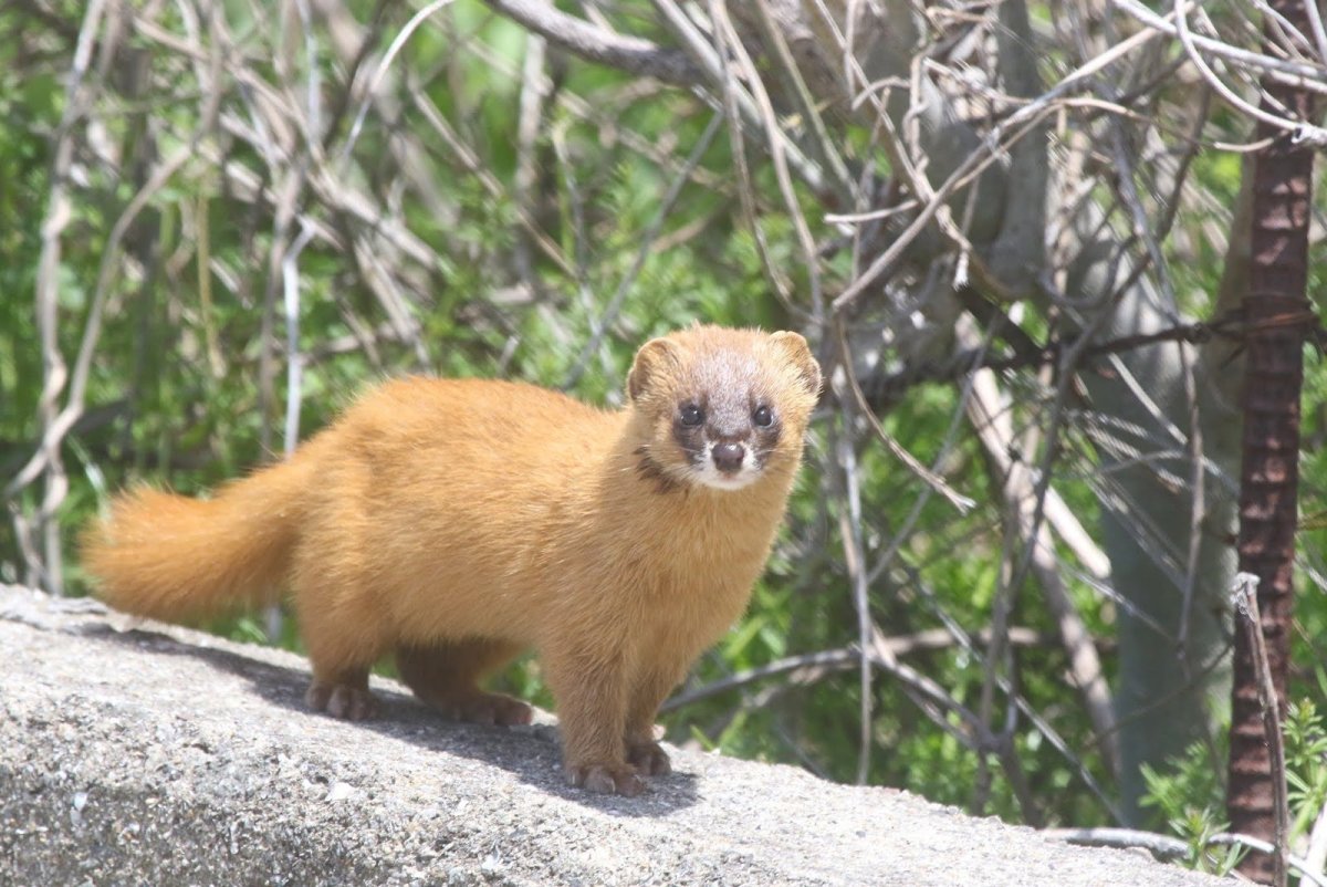 Сибирский колонок Mustela sibirica
