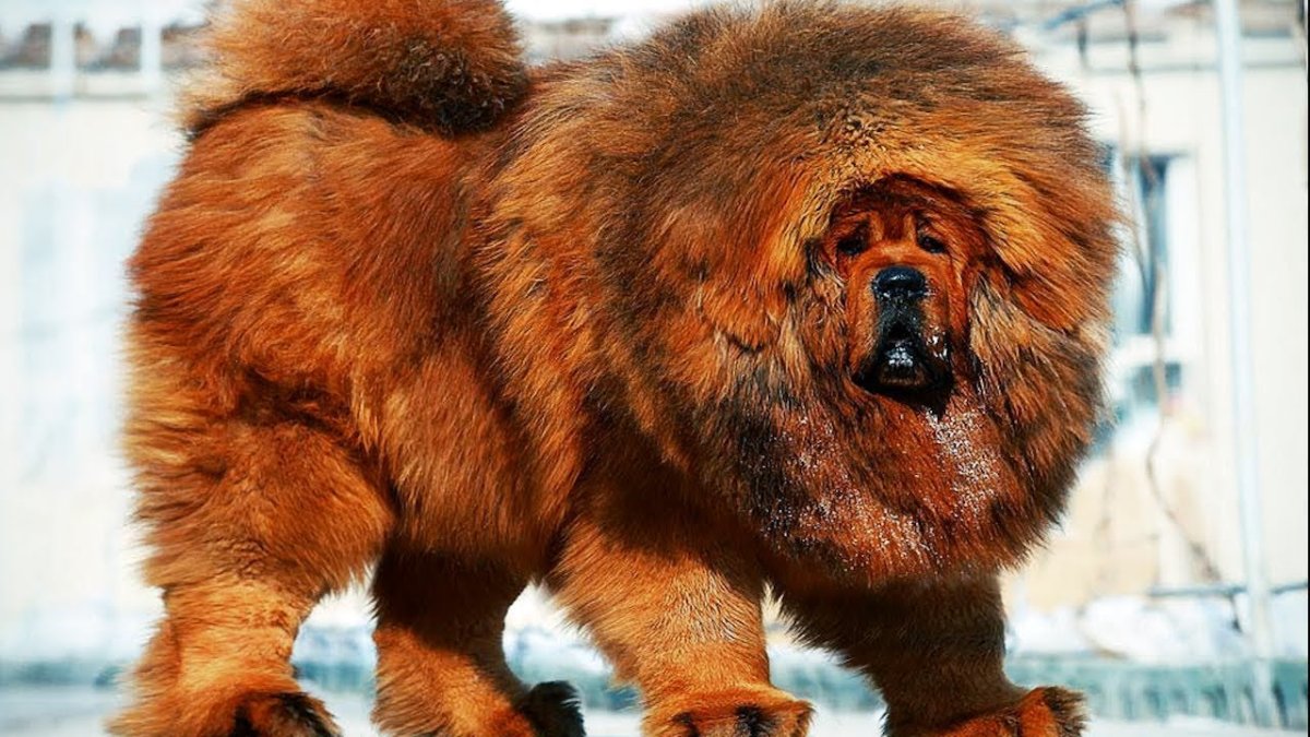 Дог Зевс самая большая собака в мире