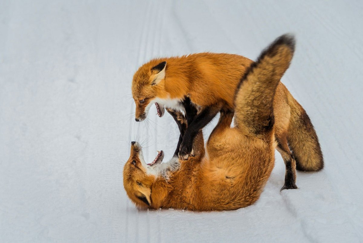 Лис облизывает