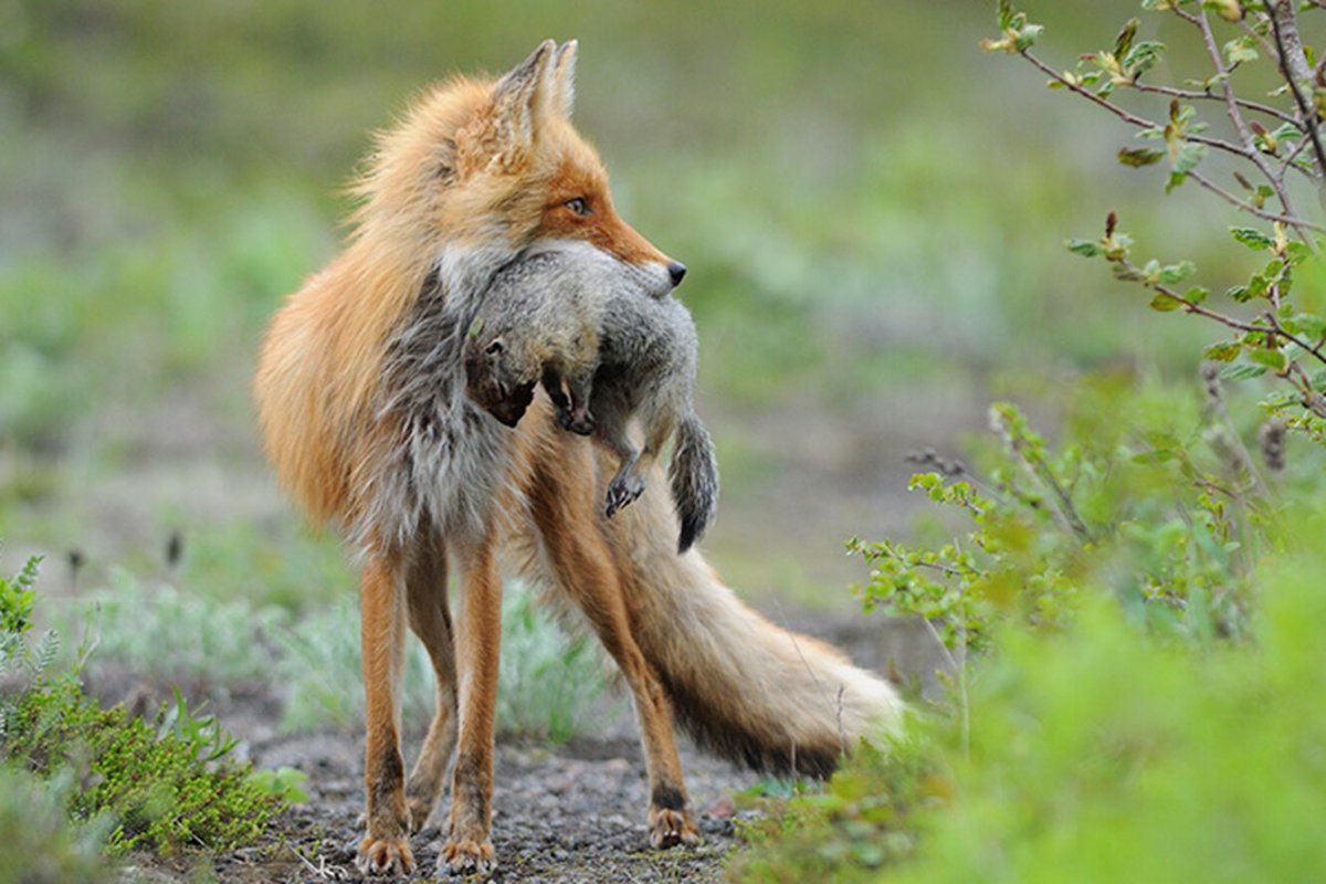 Игорь Шпиленок лисы