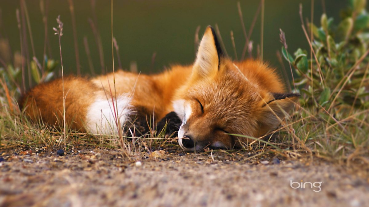 Лисичка спит