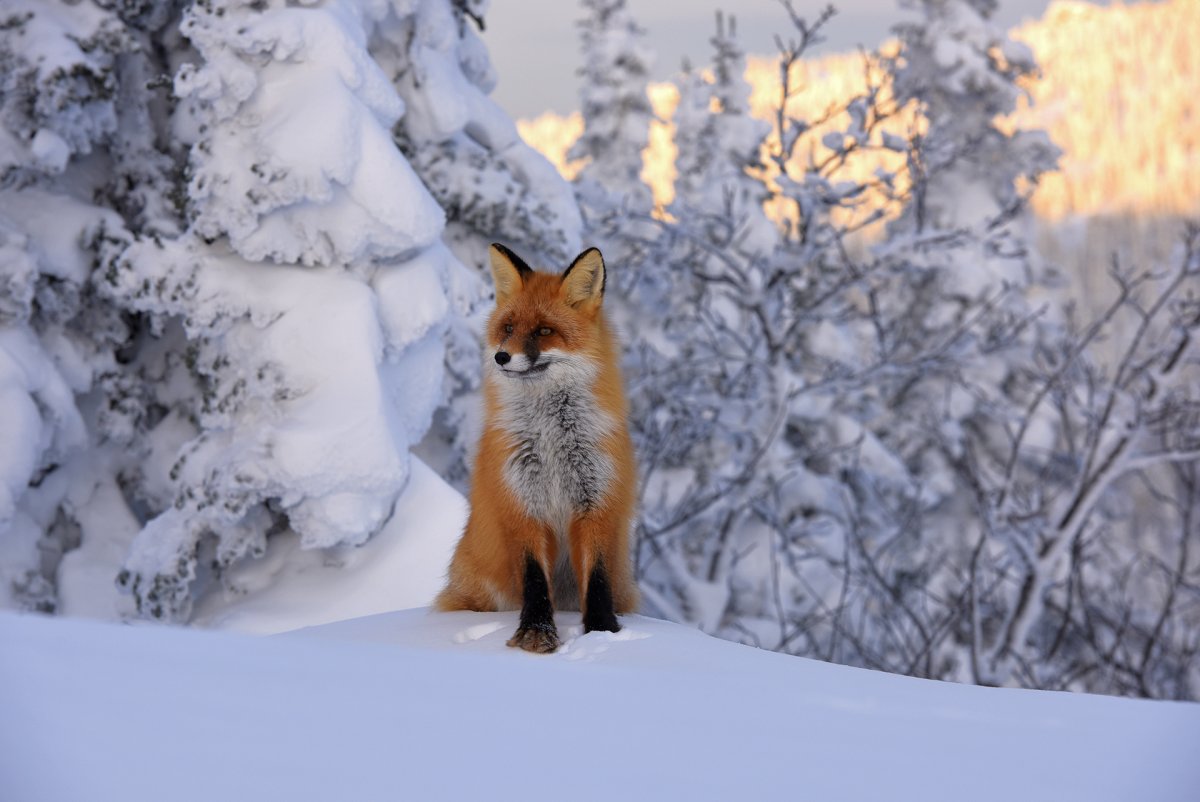 Дикие животные горной Шории