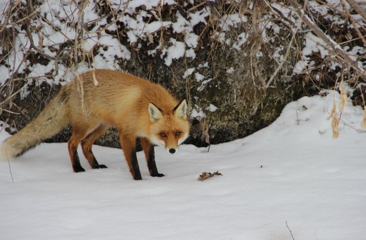 Лисица в тайге