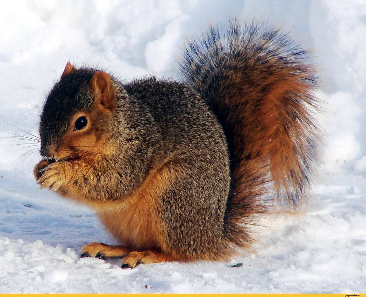 Белка и лиса