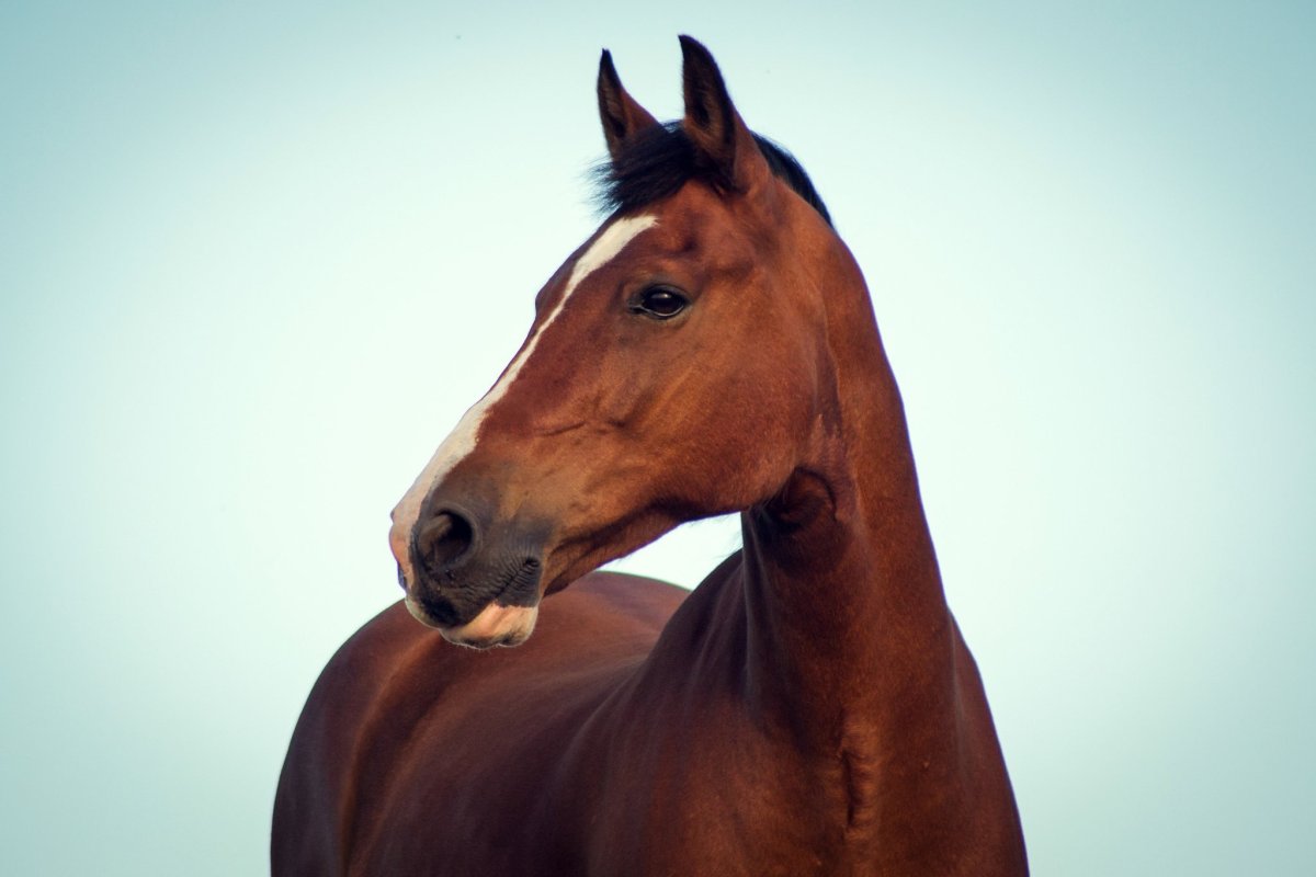 Ушки для лошади