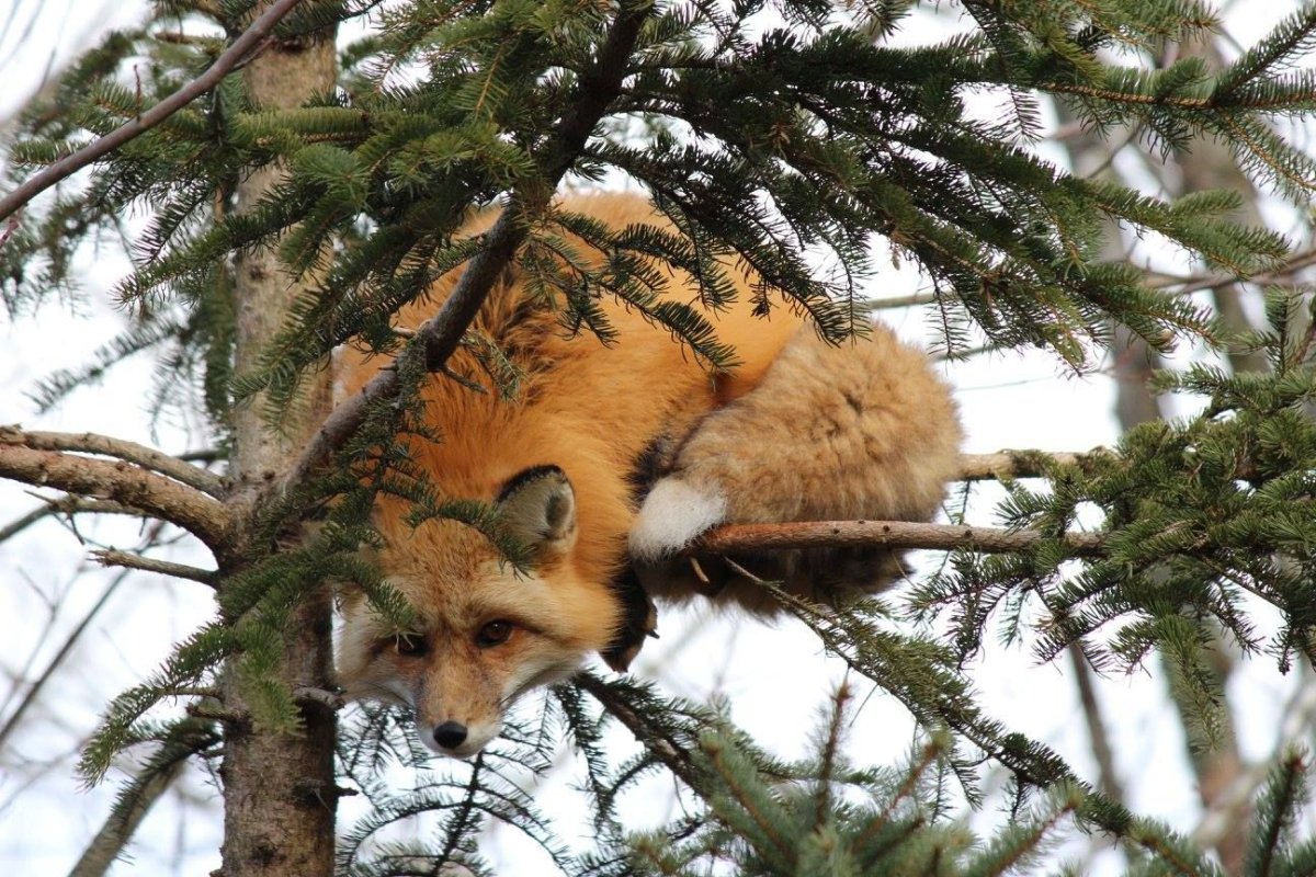 Лиса под елкой