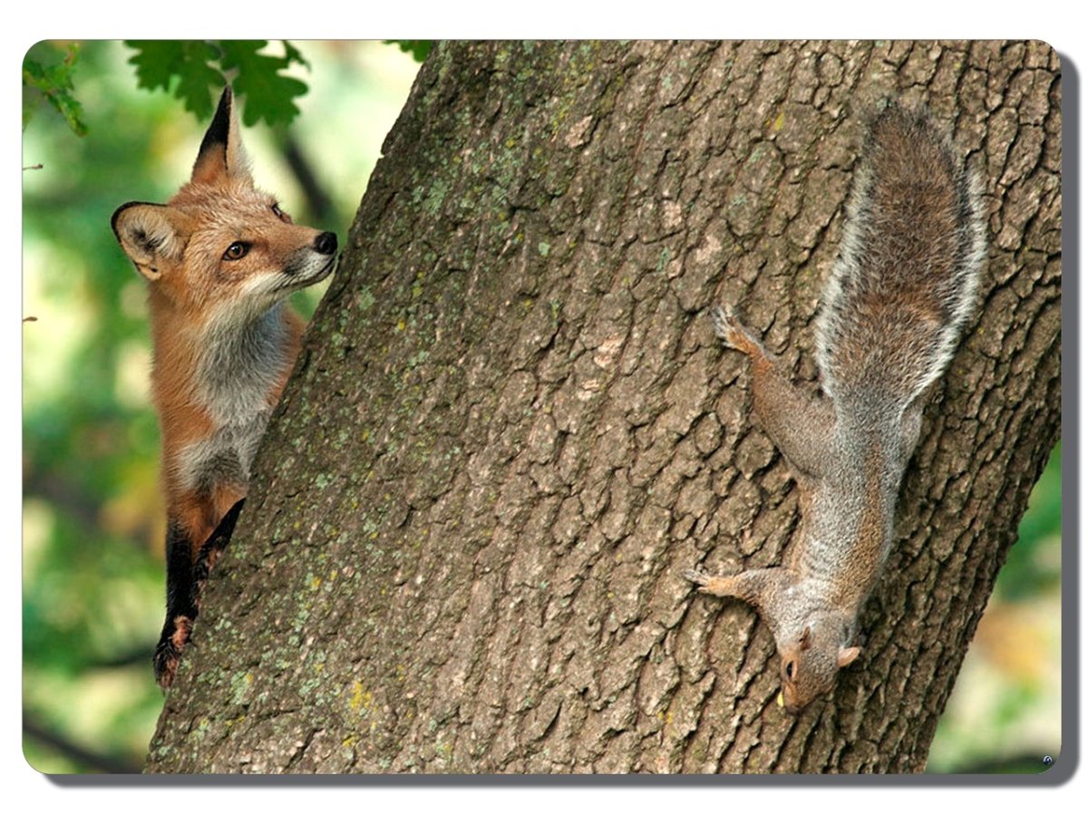 Белка и лиса