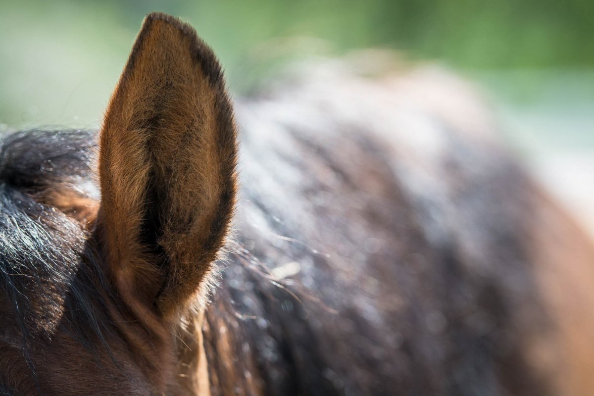 Лошадь уши назад