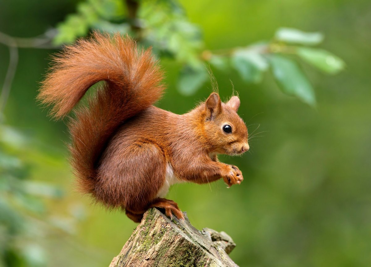 Аризонская белка