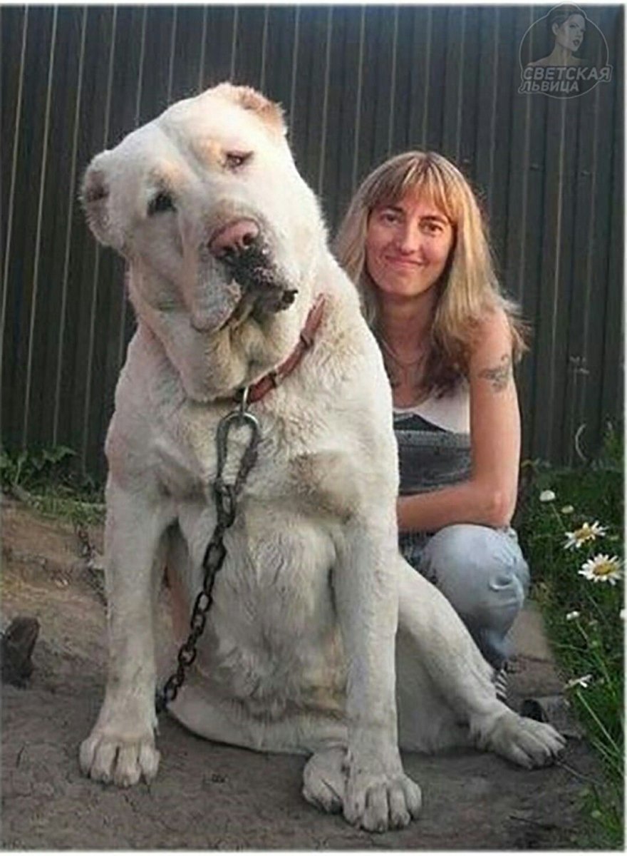 Тибетский мастиф Хонг Донг