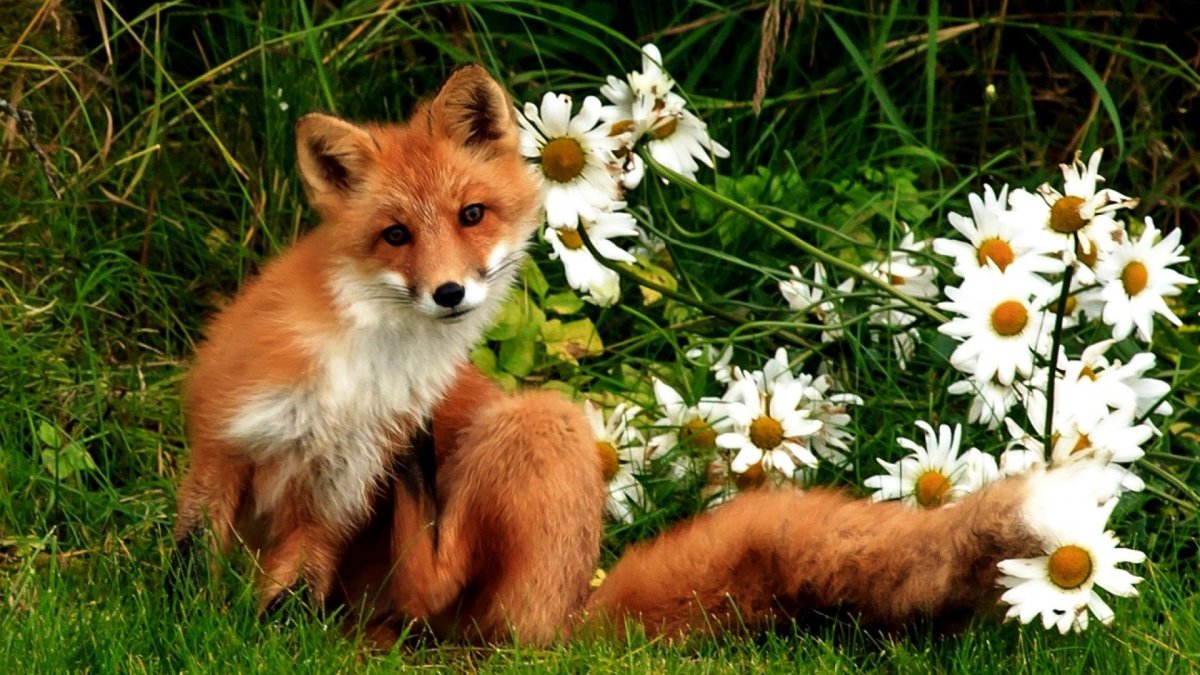 Лисичка в цветах