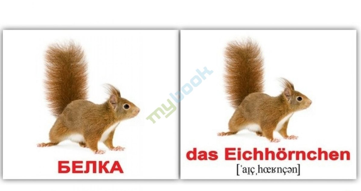 Дикие животные карточки с описанием