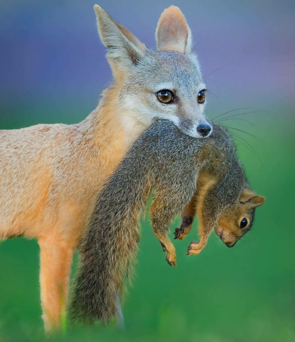 Лисы и белки