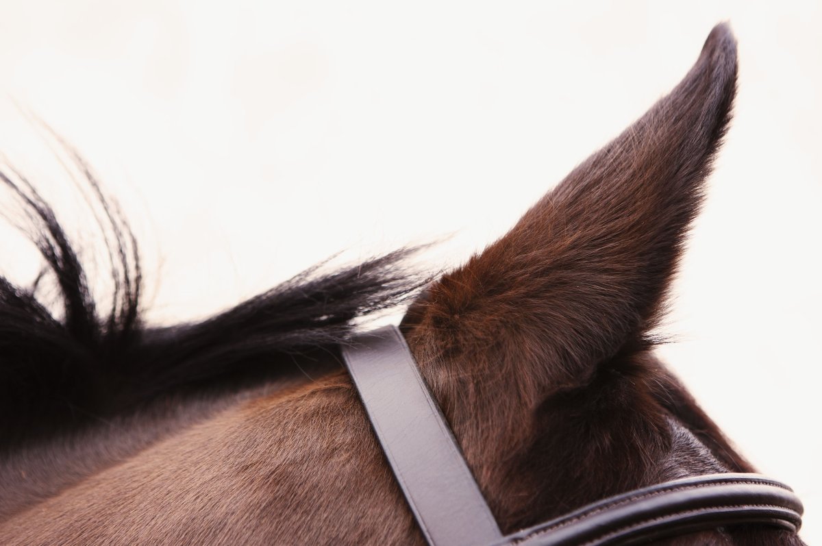 Верхом на лошади вид сверху