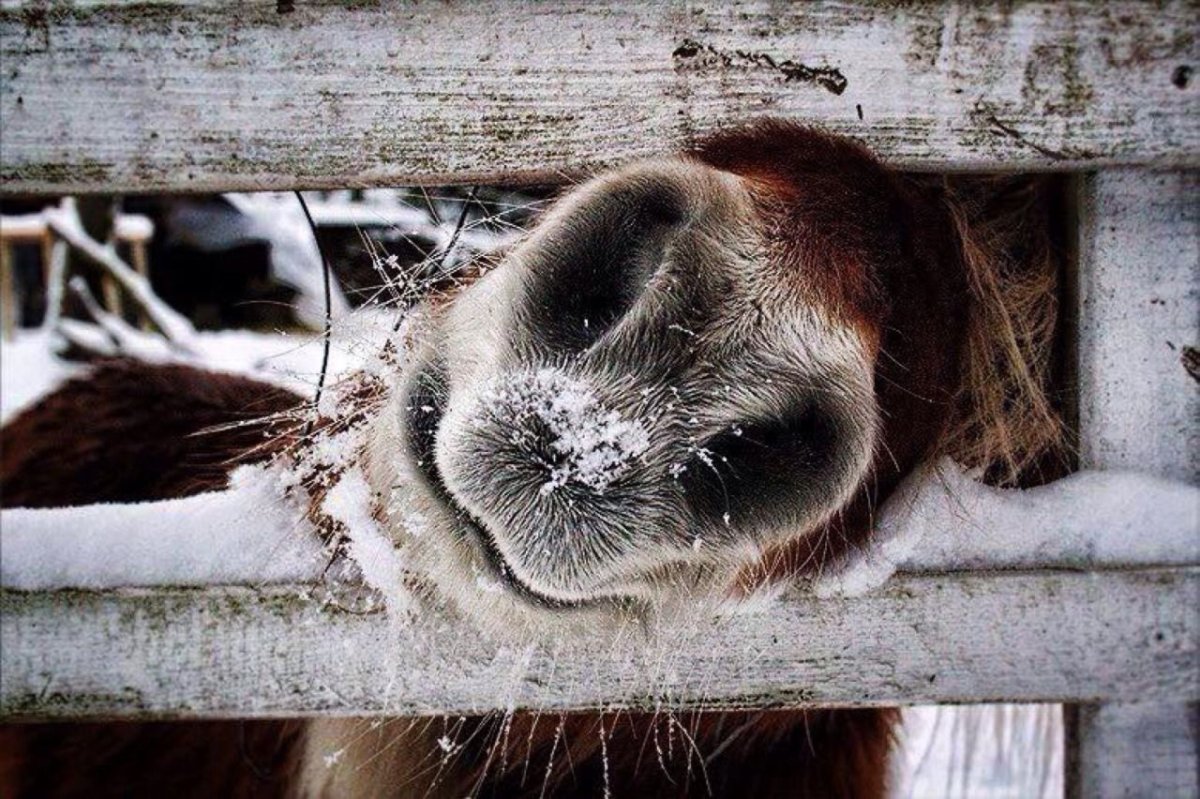 Лошади породы марвари