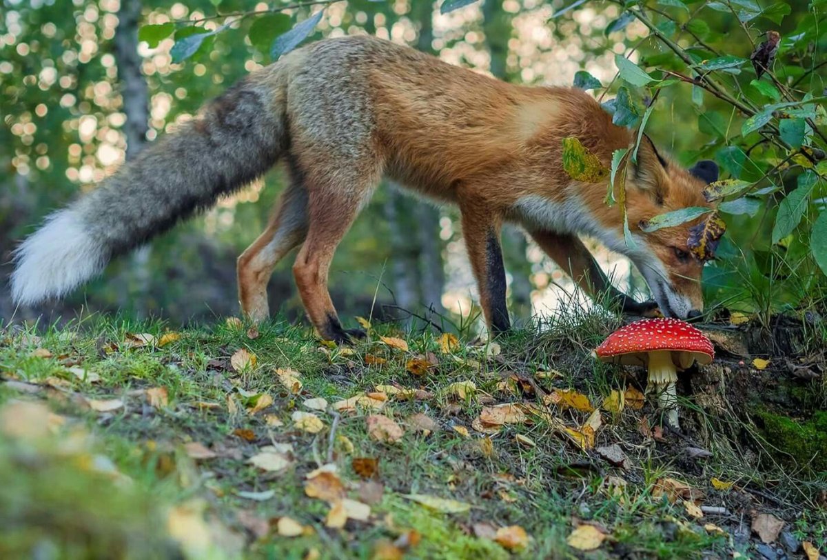 Мухомор и животные