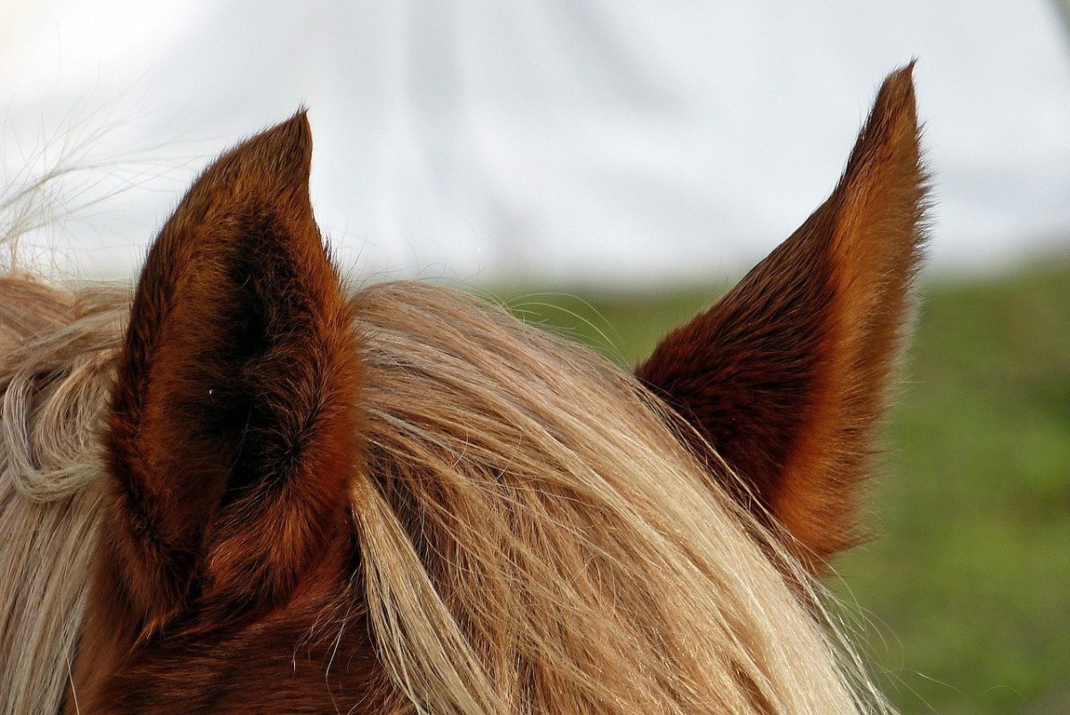 Слух лошади