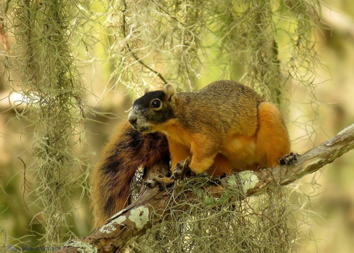 Big Fox Squirrel