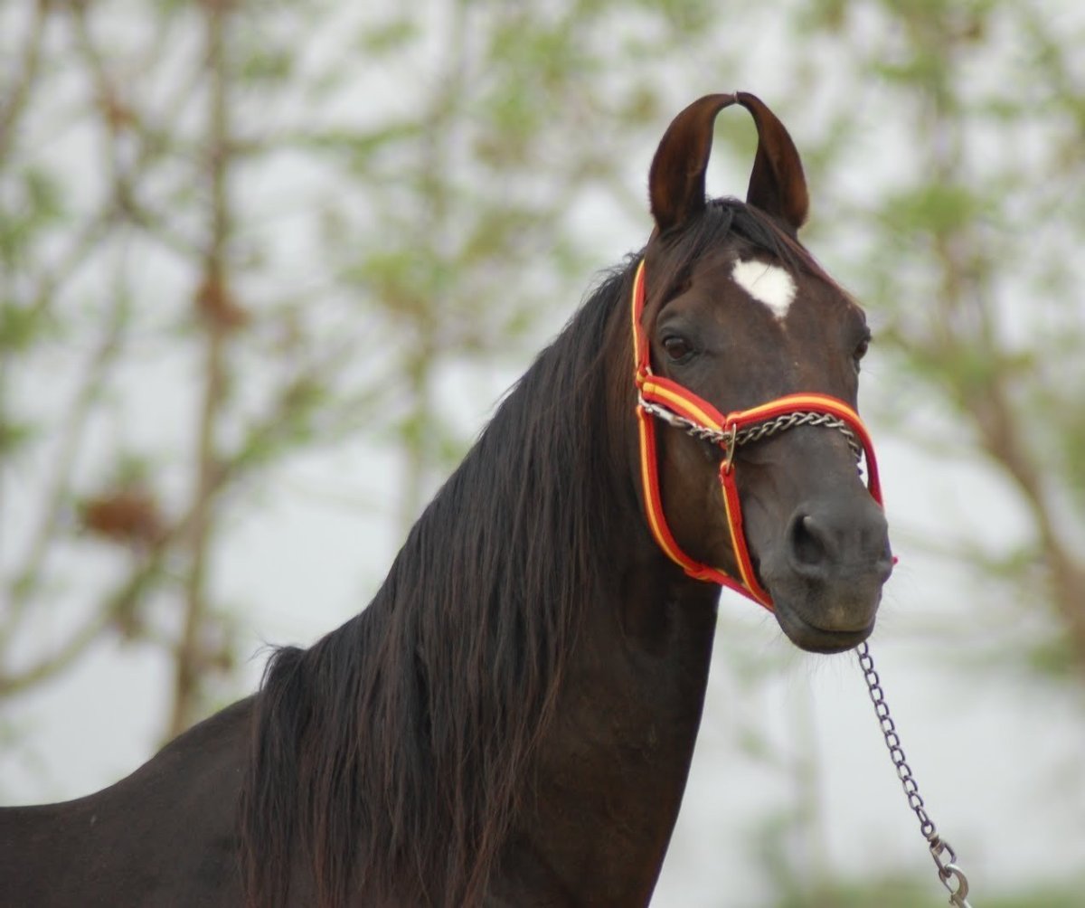 Лошади Эстетика