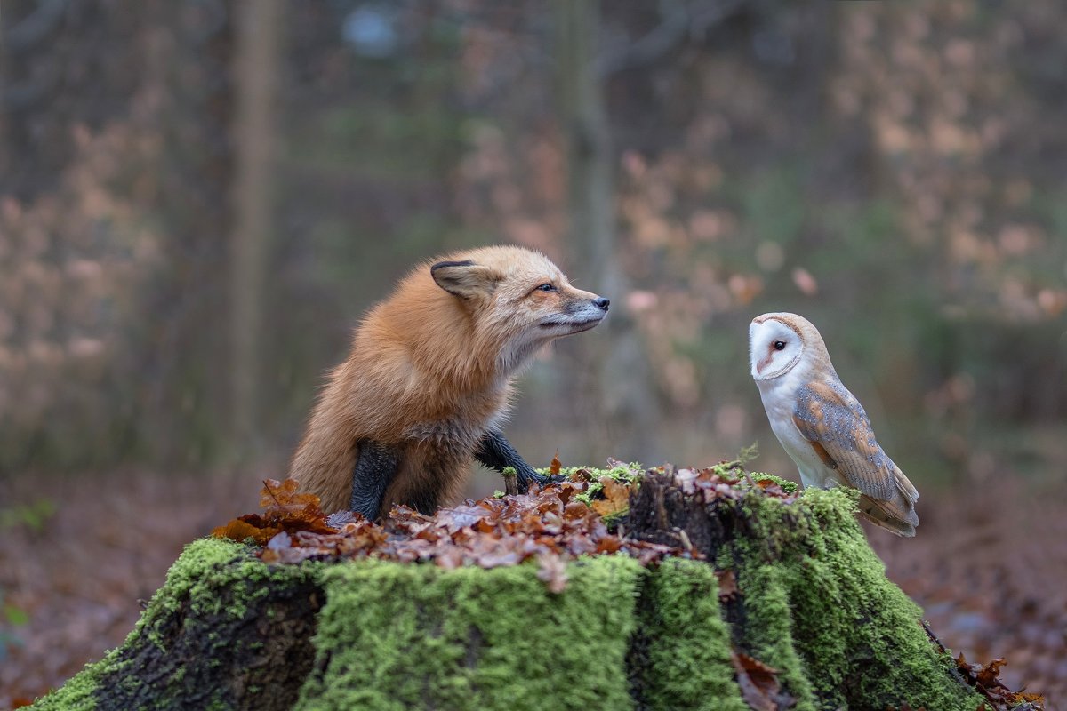 Животные осенью