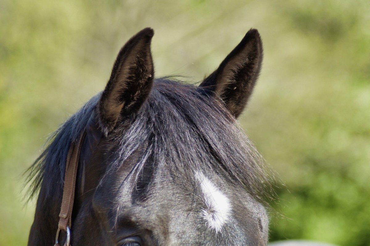 Ушки для лошади