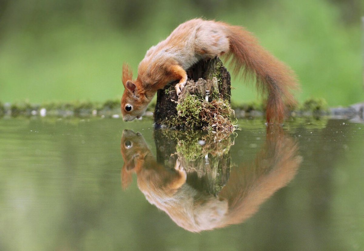 Живая природа животные