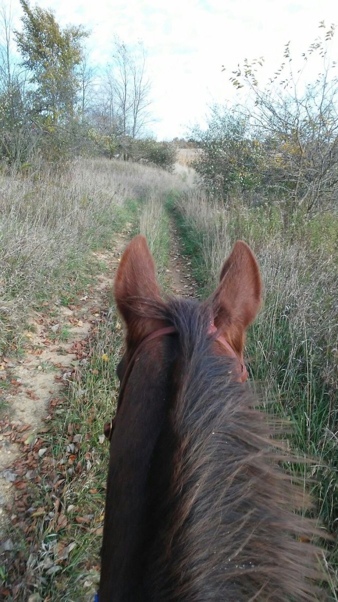 Самые красивые лошади а полоса которая у них на лбу сердечки