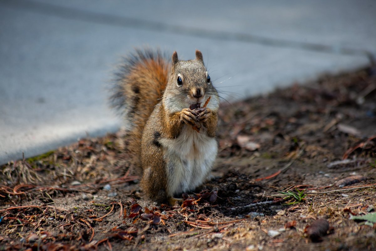 Белка могут грызть