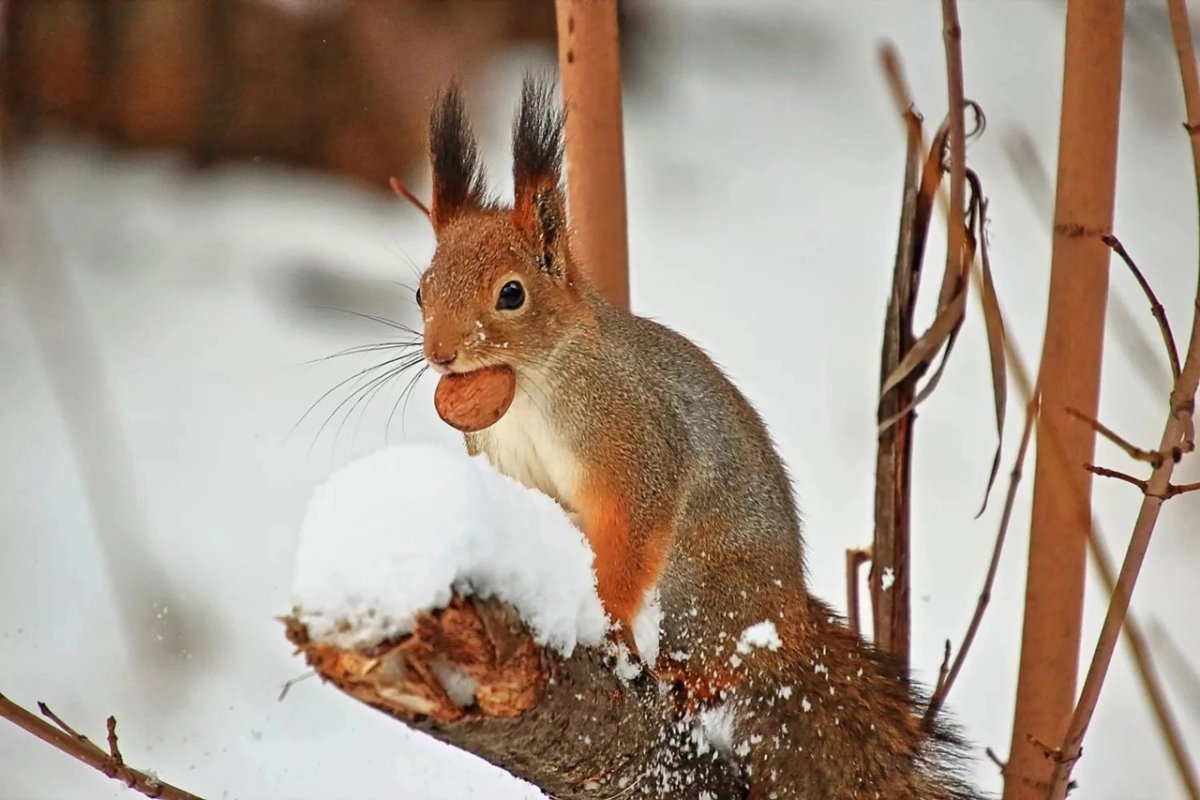 Обитатели зимнего леса