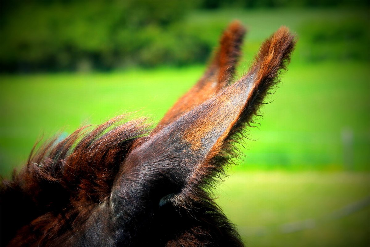 Лошадиные ушки