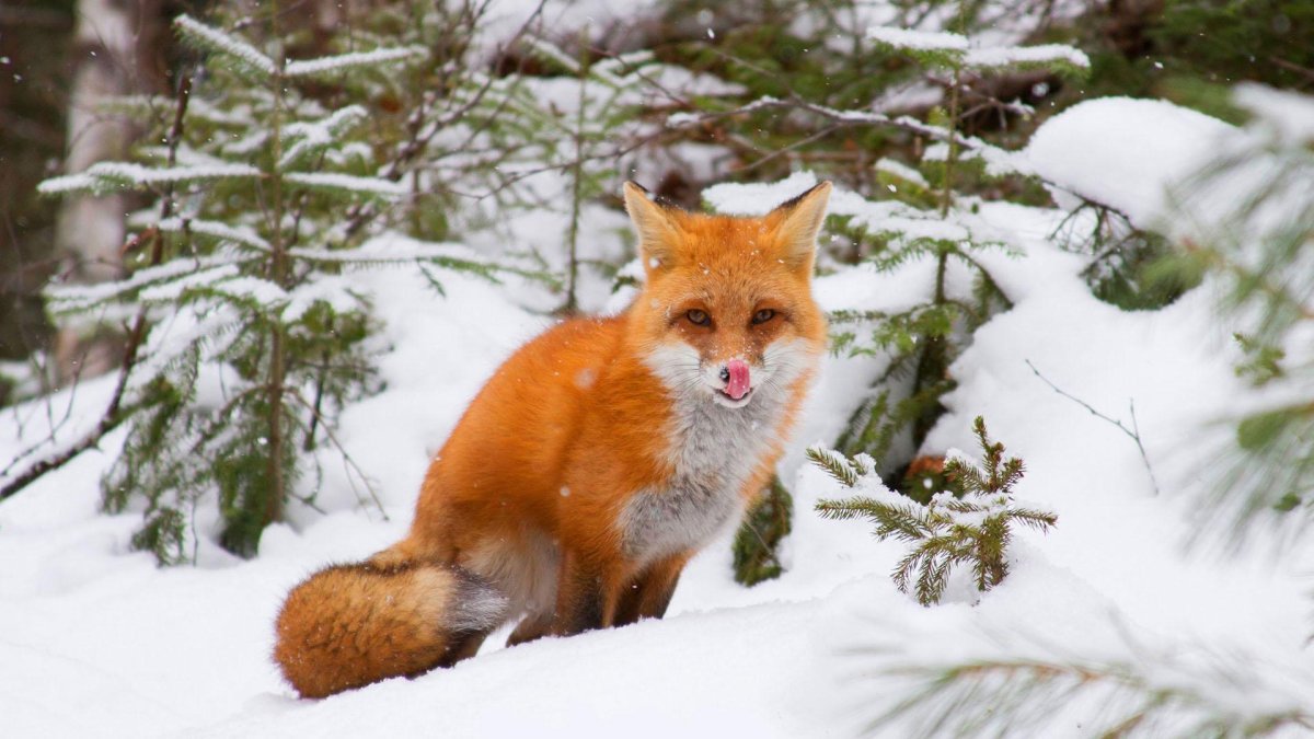 Лисица в зимнем лесу