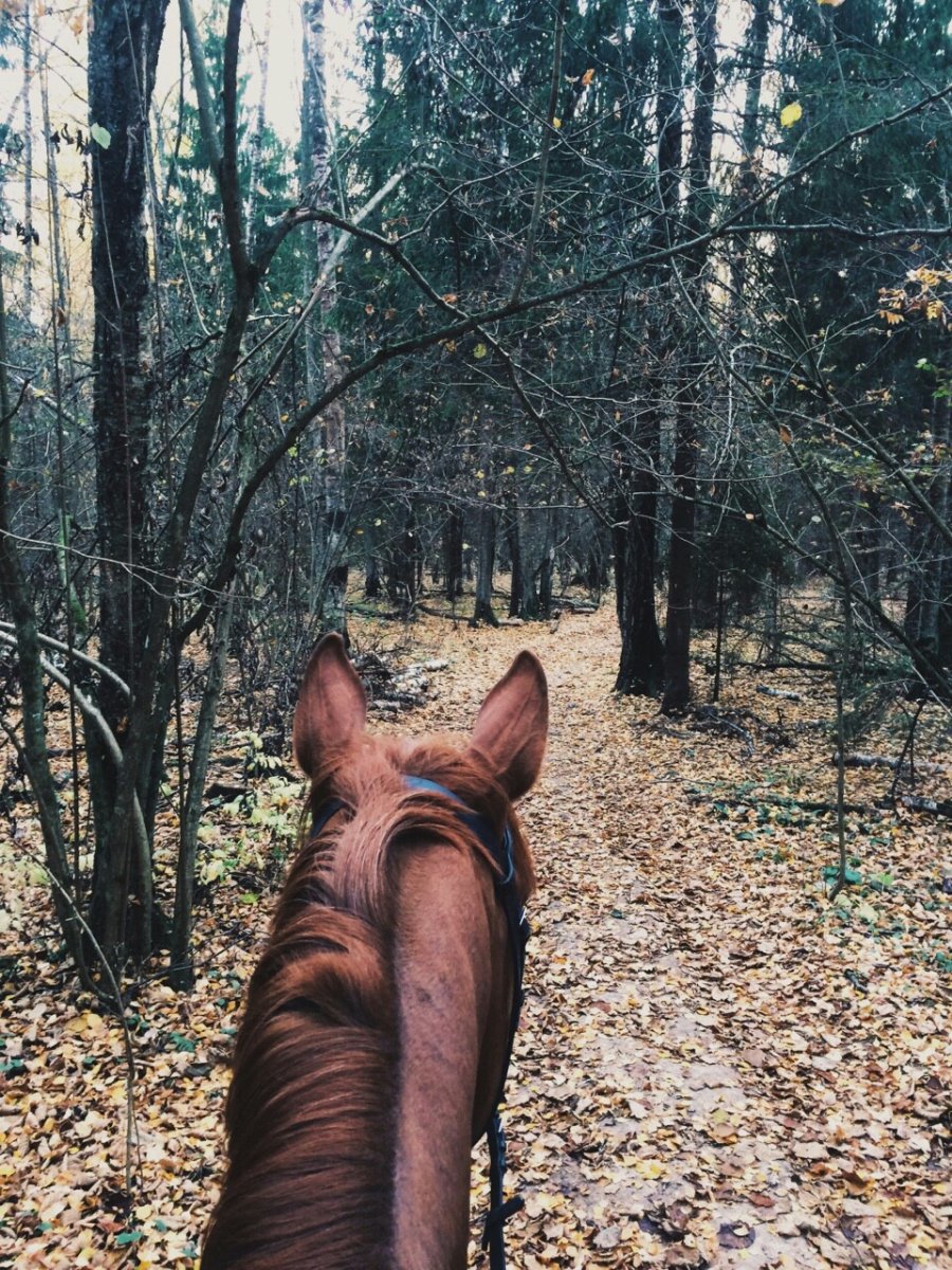 Лошадиные уши назад