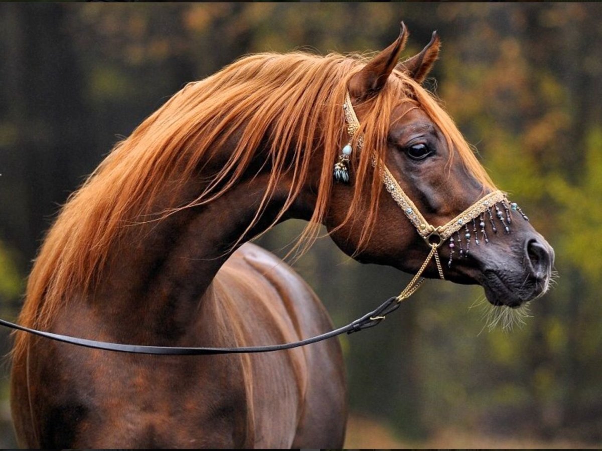 Лошадь вид сверху