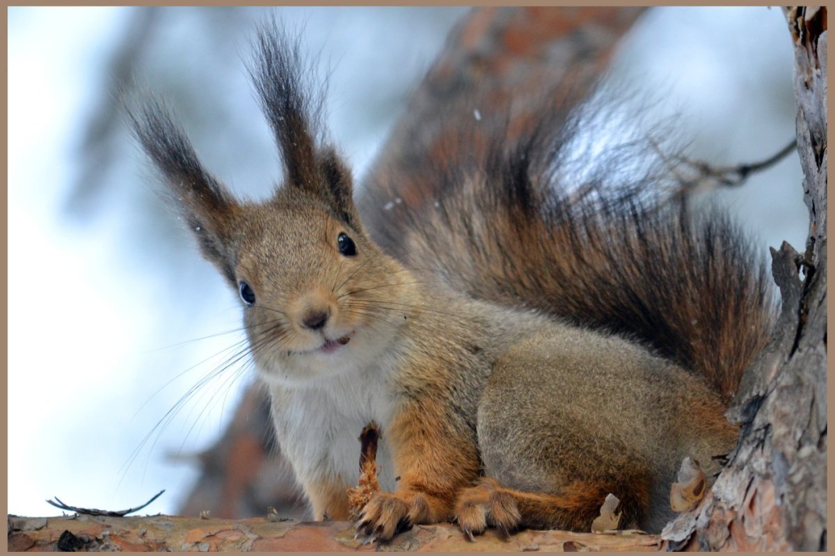 Гуаякильская белка.