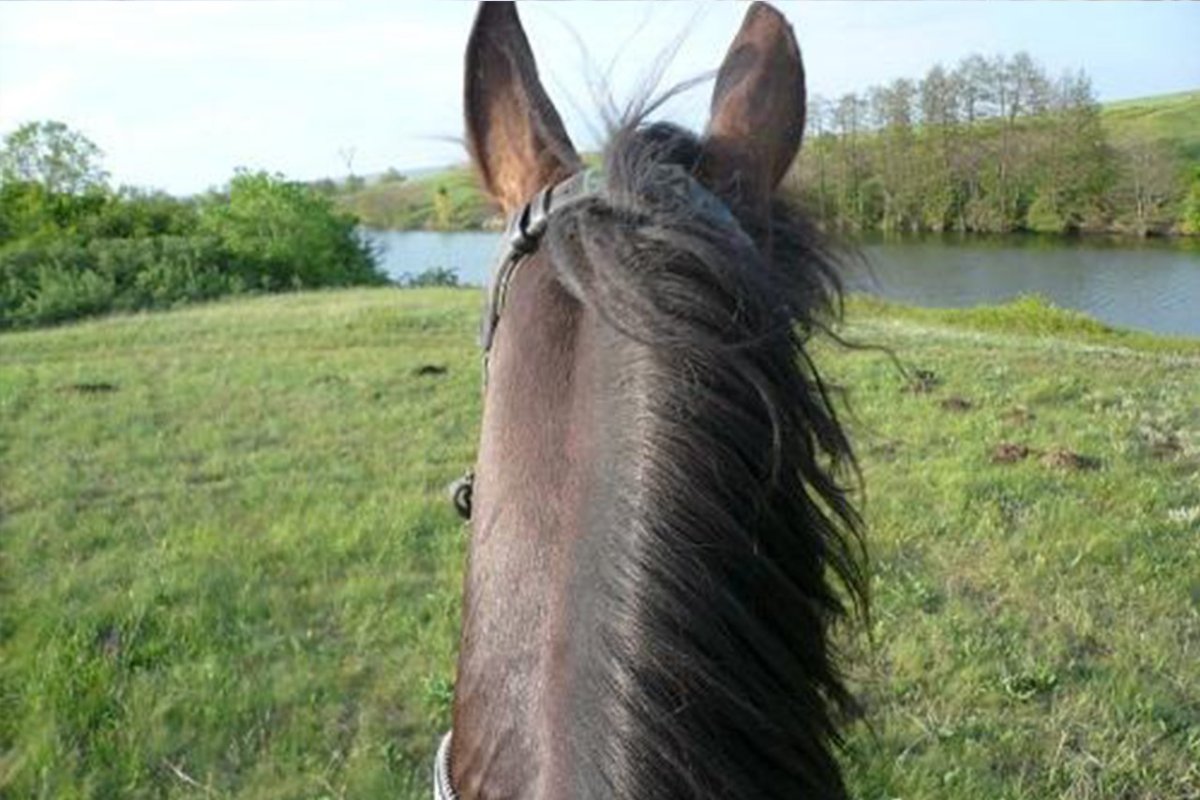 Коричневая лошадь