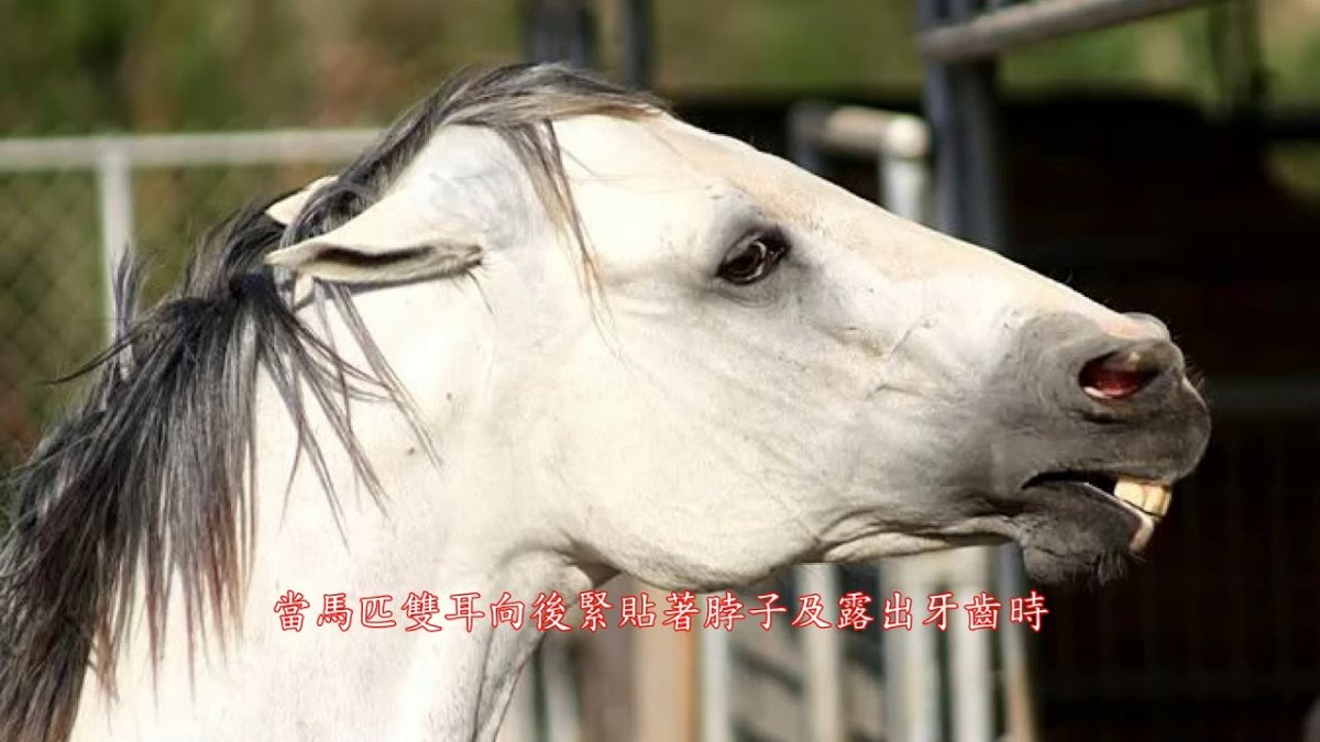 Агрессивная лошадь