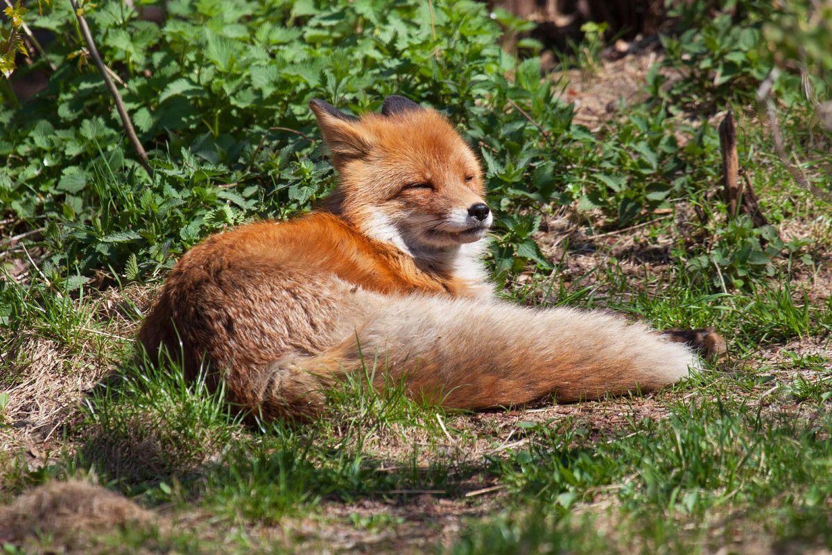 Лисы в Великобритании