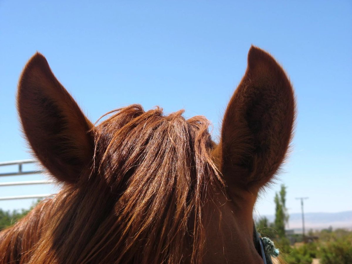 Лошадь прижала уши