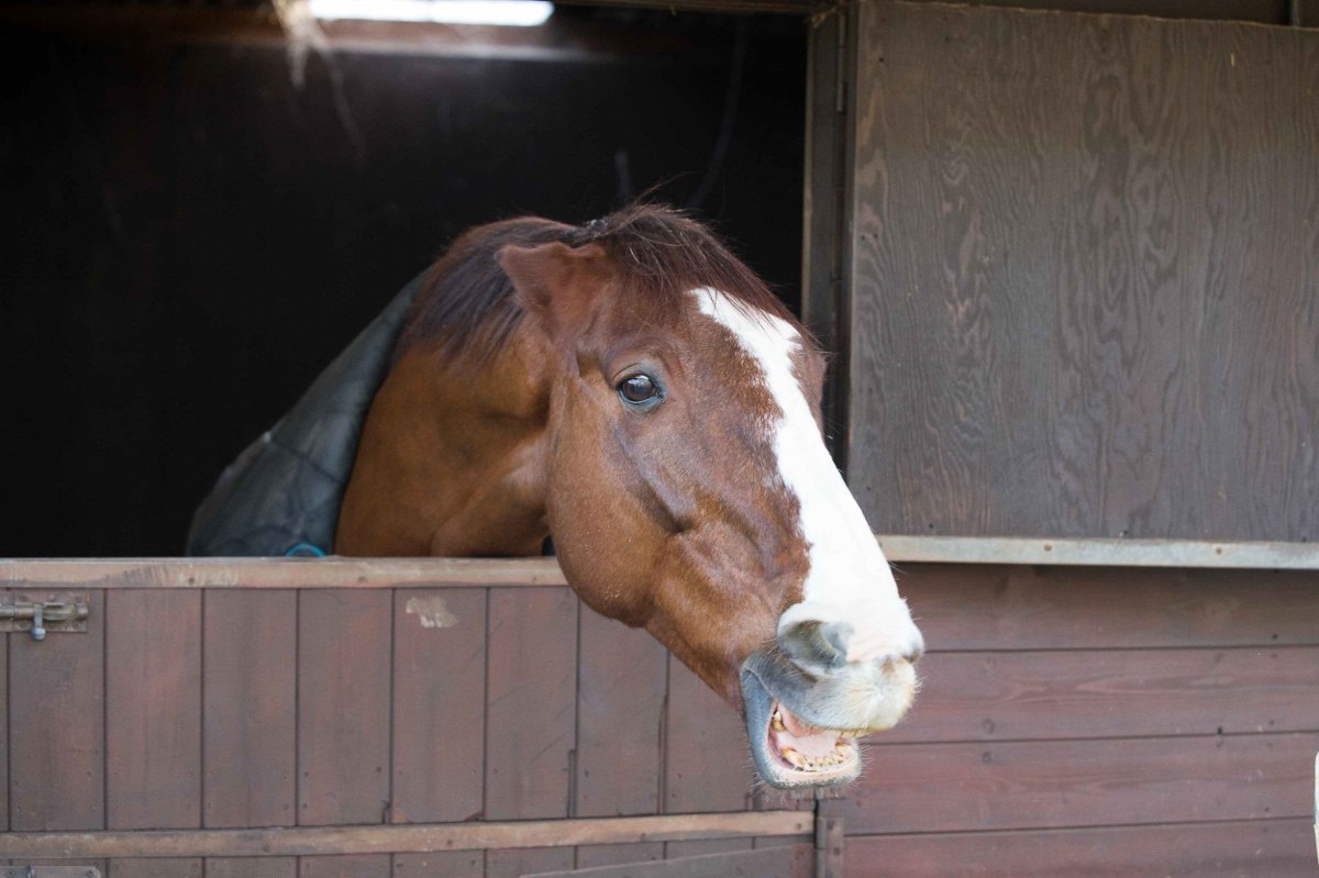 Новогодняя лошадь