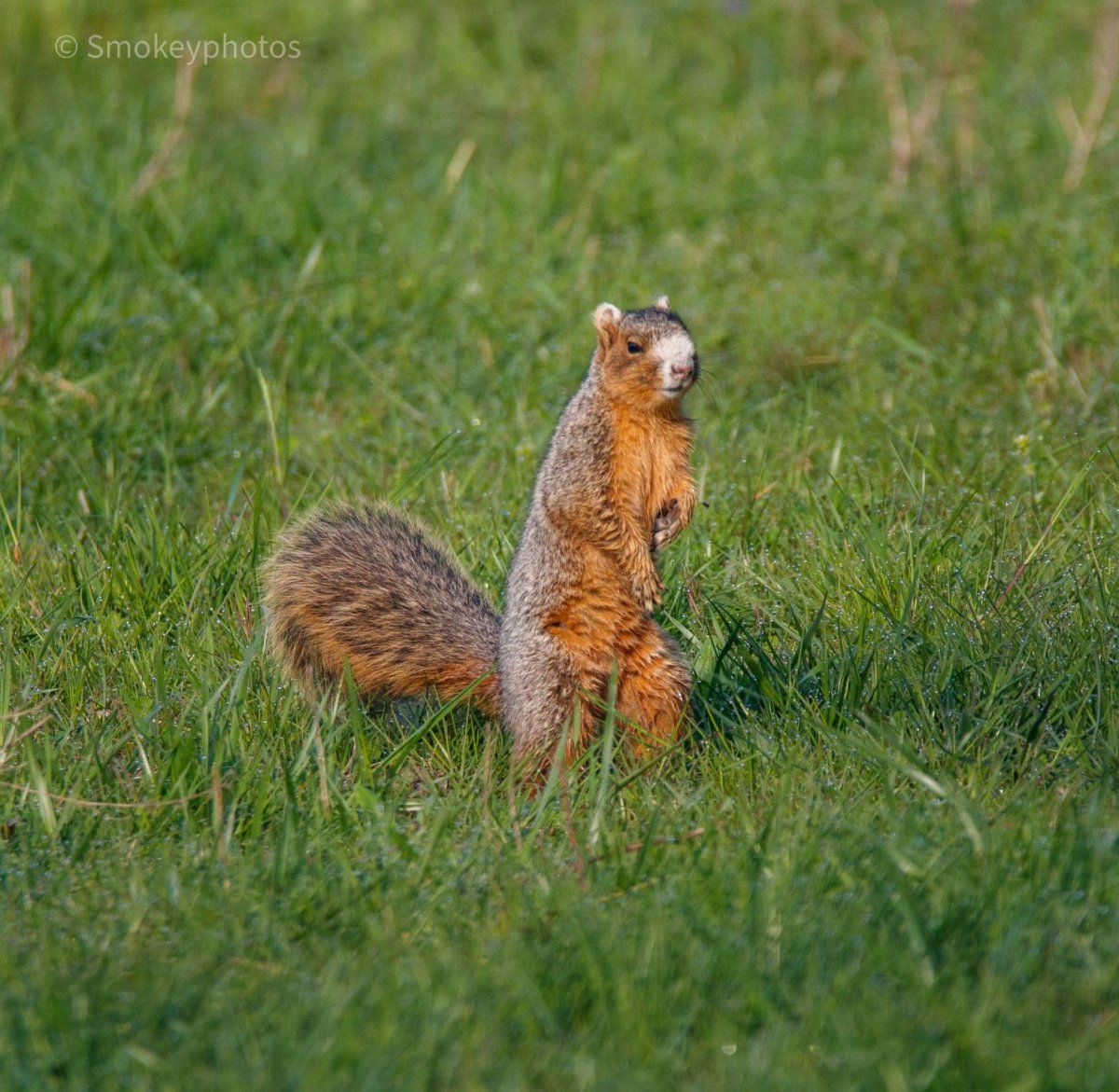 Беличий или Лисий